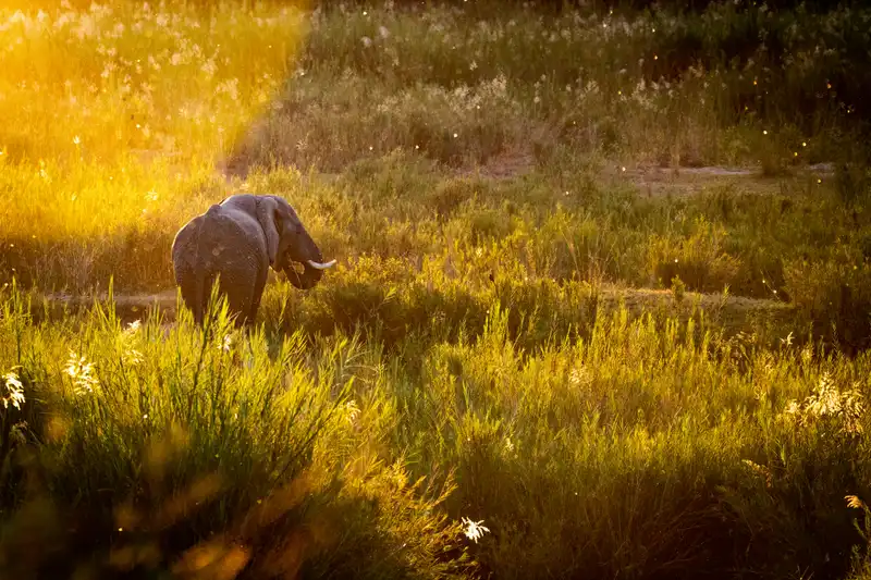 Elephant walking through tall grass in golden sunlight