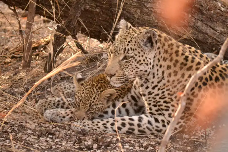 Leopard and cub resting in the shade